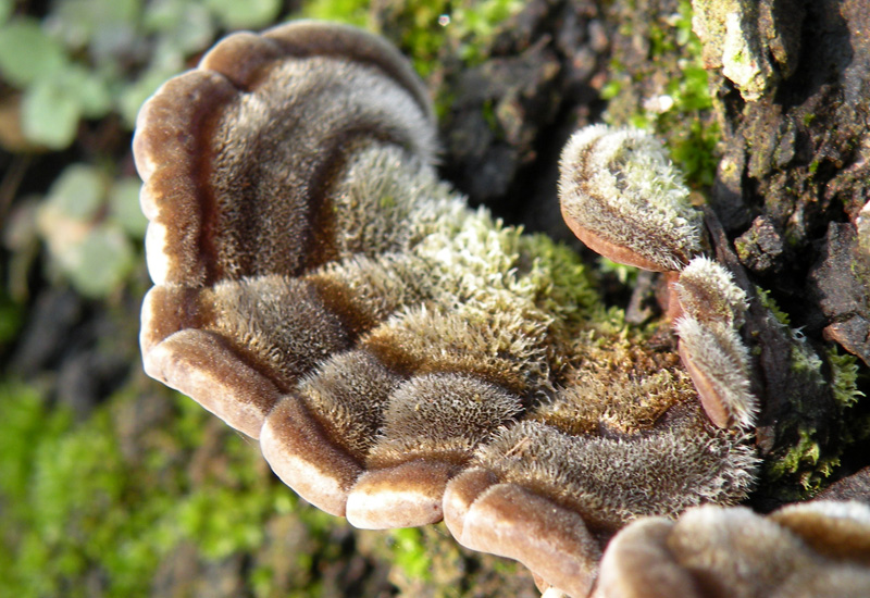 Aphyllophorales in giardino